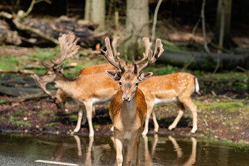 Several deer graze along the road in the forest