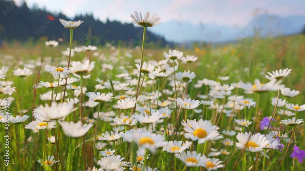Poster camera moves through field flowers swaying on the wind. alpine meadow with white and yellow daisies 