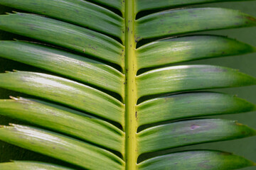 Fototapeta premium Selective focus green leaves of Cycas revoluta in the garden with sunlight, Cycas is a species of gymnosperm, It is the only genus in the family Cycadaceae, Greenery pattern texture, Nature background