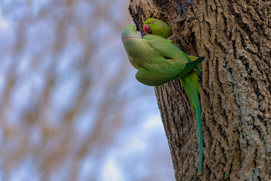 Selective focus of rose-ringed parakeet on the tree hollow with blue sky background, The parrots male and female in breeding season, The psittacula krameri in its natural habitat, Living out naturally