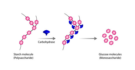 Carbohydrates Digestion. Carbohydrase, Amylase Enzymes catalyze Polysaccharide Starch Molecule to Disaccharides and Monosaccharide, glucose Sugar Formation. Scientific Diagram. Vector Illustration.