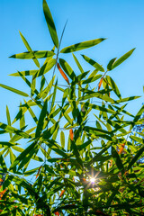 Bamboo forest in the morning over blurred sunny background. Bamboo green color in nature with copy space. Fresh bamboo leaves. Green leaves plant stalk at summer Japanese garden with copy space