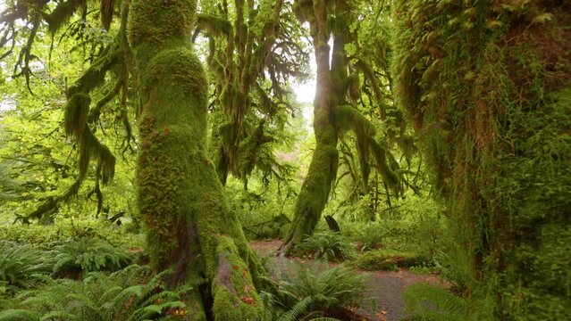 Rainforest in Olympic National Park, Washington, United States. Camera moves between bizarre tree trunks overgrown with moss. 4K gimbal shot