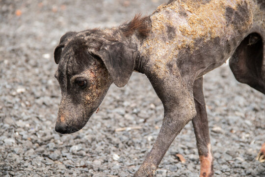 Dogs with leprosy are emaciated, disgusting.