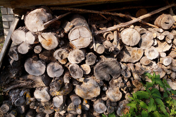 Laying of chock for production of firewood