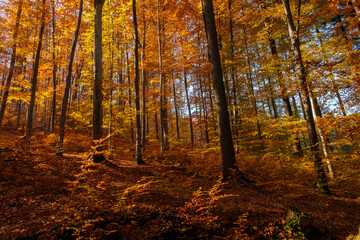 Autumn beech forest with sun rays among yellow leaves. Golden bright mystical mysterious landscape with fabulous trees. A journey through the forest. Beauty of nature. Natural background for design