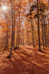 Autumn beech forest with sun rays among yellow leaves. Golden bright mystical mysterious landscape with fabulous trees. A journey through the forest. Beauty of nature. Natural background for design