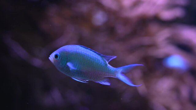 Close up of blue tropical fish floating underwater