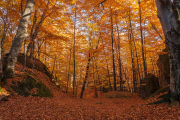 Autumn beech forest with sun rays among yellow leaves. Golden bright mystical mysterious landscape with fabulous trees. A journey through the forest. Beauty of nature. Natural background for design