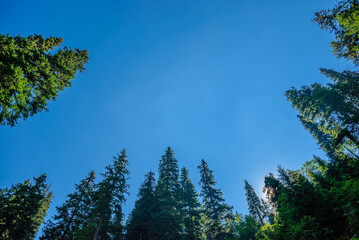 Healthy green trees in a forest of old spruce, fir and pine trees in wilderness of a national park. Sustainable industry, ecosystem and healthy environment concepts and background