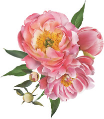 Pink floral bouquet with peony flowers, buds and green leaves illustration isolated. Summer garden flowers. Hand-drawn spring flower composition for cards design, wedding invitations, decor © Diana Askarova