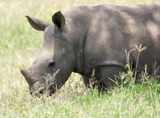 rhino in the grass