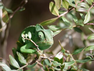 chameleon on tree