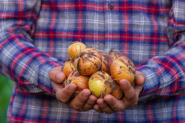 Obraz na płótnie Canvas the farmer holds an onion in his hands.