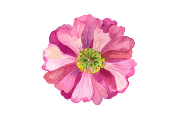 Beautiful vector pink flower with yellow stamens. Watercolor hand drawn illustration. Isolated on white background.