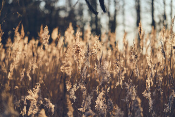 Reed Grass in winter sunlight. High quality photo