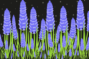 Big horizontal banner with muscari on night sky background. Nature floral background. Spring flowers backdrop with hyacinth. - obrazy, fototapety, plakaty