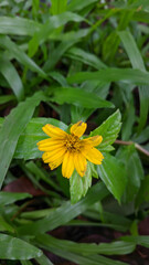 yellow flower in the garden