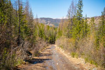 Fototapeta na wymiar Road uphill with large stones in the background of the forest and mountains, off-road in Altai, Russia