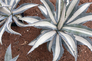 Agave plants photographed from above