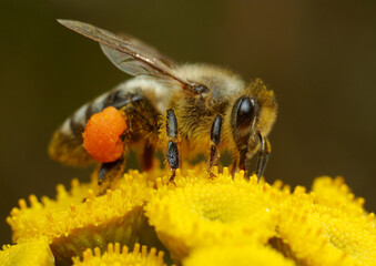Close-up of a heavily loaded bee on a yellow flower - obrazy, fototapety, plakaty