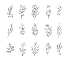 set of flowers and plant