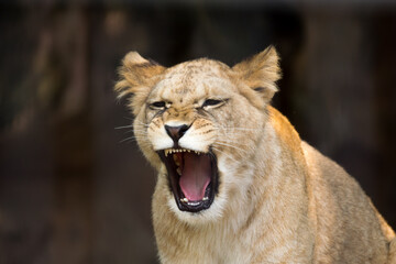 Portrait of one of the few Barbary lion offspring (Panthera leo leo) - obrazy, fototapety, plakaty