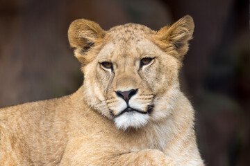 Fototapeta na wymiar Portrait of one of the few Barbary lion offspring (Panthera leo leo)