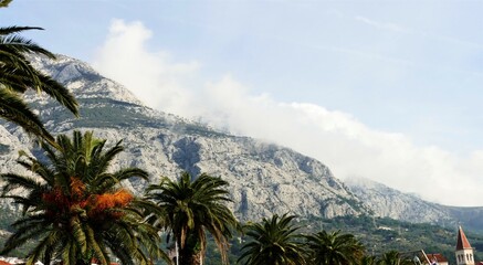 Fototapeta na wymiar Palms and big mountain with clouds