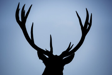 Silhouette of a majestic deer head