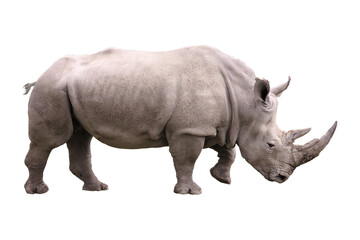 Naklejka premium Big african Rhino isolated with no background
