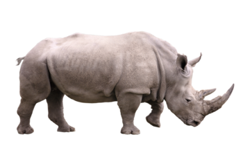 Big african Rhino isolated with no background
