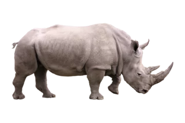 Zelfklevend Fotobehang Big african Rhino isolated with no background © Oligo