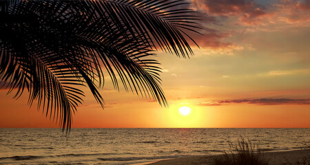 Fototapeta na wymiar Picturesque view of tropical beach with palm tree at sunset