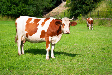 Fototapeta na wymiar Cow and field of fresh grass.