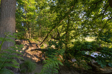 landscape with trees
