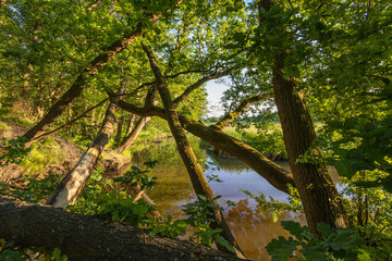 landscape with trees and water