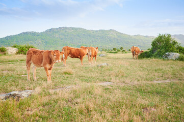 Fototapeta na wymiar Free range Galician blonde calves feeding on grass in a meadow with the Sierra de Guadarrama mountains in the background. Concept of veal production in Spain.