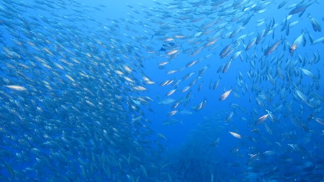 Seascape with hunting Jack fish in School of Fish, Big Eye Scad fish in the coral reef of the Caribbean Sea