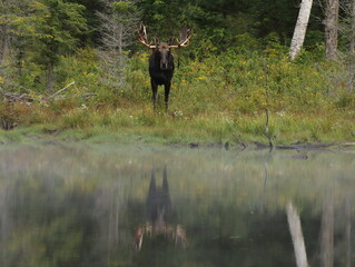 bull moose at waters edge