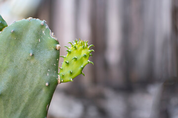 a cactus plant is sprouting new growth. A prickly pear cactus with new growth