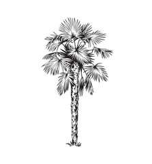 Hand drawn black and white tropical palm. Vector illustration. Hawaiian plant in realistic style. Foliage design. Botanical element isolated on a white background.