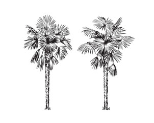 Hand drawn black and white tropical palms. Vector illustration set. Hawaiian plants in realistic style. Foliage design. Botanical elements isolated on a white background.
