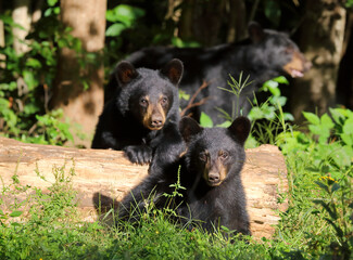 Fototapeta premium bear cubs feeding around a log