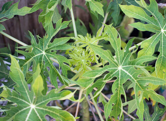 New growth of papaya tree. Growing papaya in the backyard. New leaves of papaya plant