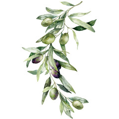 Watercolor card of olive branches with black and green berries. Hand painted nature bouquet isolated on white background. Plants illustration for design, print, fabric or background.