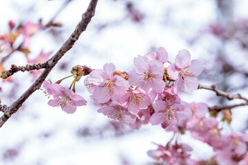 河津桜は可愛い早咲きの花