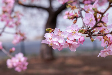 河津桜は可愛い早咲きの花