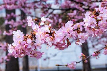 河津桜は可愛い早咲きの花