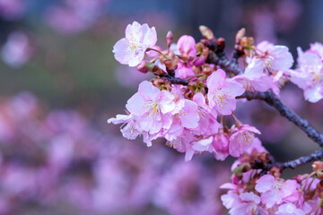 河津桜は可愛い早咲きの花